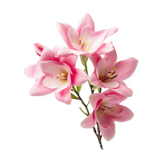 Ixia flower isolated on transparent background