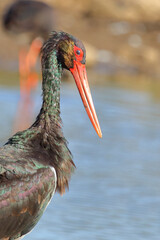 Schwarzstorch / Black Stork / Ciconia nigra..
