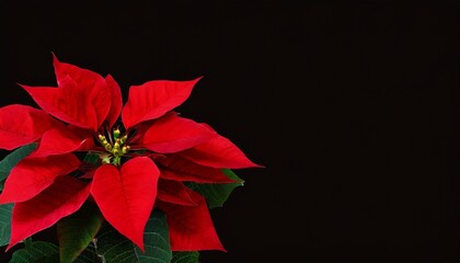 png christmas banner red poinsettia flower isolated