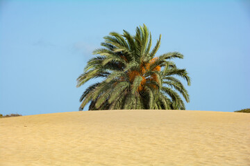 A palm tree behind a sand dune