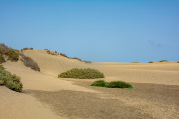 Sand dunes with green plants of Maspalomas on Gran Canaria in Spain