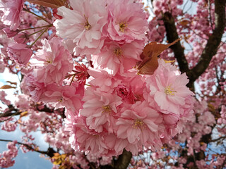 pink sakura blossoms 