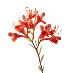Kangaroo Paw flower isolated on transparent background