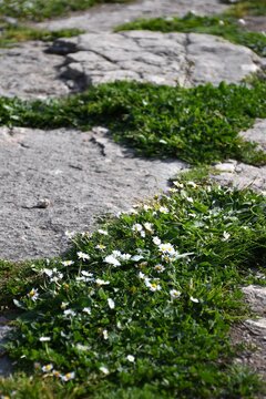 Small white flowers with yellow centres are growing in the cracks on a stone path. They are surrounded by green foliage. The focus is on the foreground.
