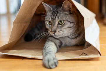 紙袋の中でくつろぐ猫　サバトラ猫