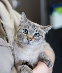 可愛い猫を抱っこする　シャムトラ猫