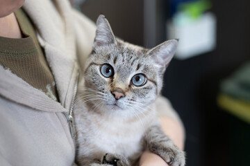 可愛い猫を抱っこする　シャムトラ猫