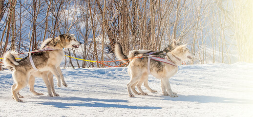 Siberian Husky in harness ready to start on soft sunlight