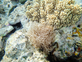 Beautiful coral reef in the Red Sea