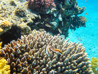 Fototapeta na wymiar Beautiful coral reef in the Red Sea