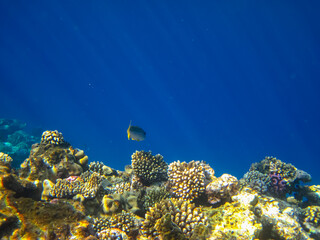 Beautiful coral reef in the Red Sea