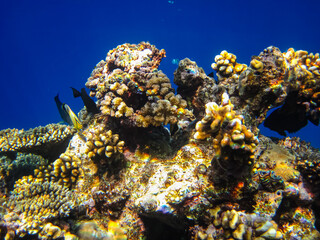 Beautiful coral reef in the Red Sea