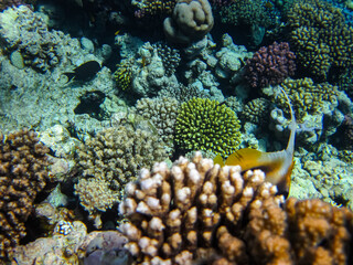 Beautiful coral reef in the Red Sea