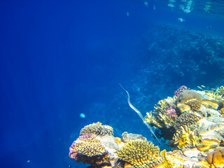 Beautiful coral reef in the Red Sea