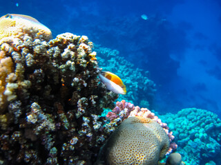 Beautiful coral reef in the Red Sea