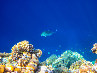 Beautiful coral reef in the Red Sea
