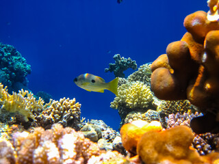 Beautiful coral reef in the Red Sea