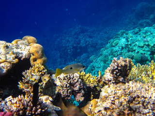 Beautiful coral reef in the Red Sea