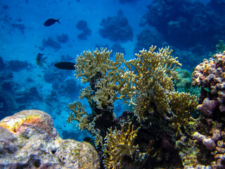Beautiful coral reef in the Red Sea