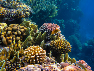 Beautiful coral reef in the Red Sea