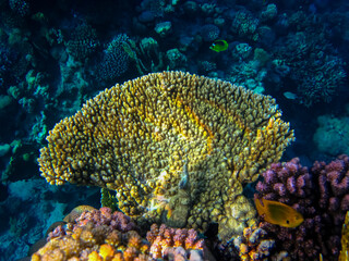 Beautiful coral reef in the Red Sea