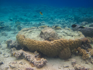 Beautiful coral reef in the Red Sea