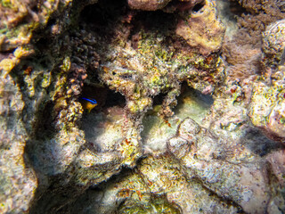 Beautiful coral reef in the Red Sea
