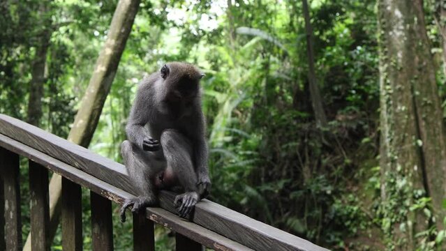 A monkey is sitting on a wooden railing at a public zoo in a tropical forest. The animal feels freedom and calm. Behaviour of a wild macaque during the day, male genitals