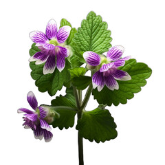 Lamium isolated on transparent background