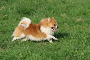 A Pomeranian dog running quickly through a meadow