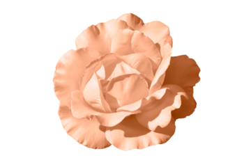 One blooming flower of delicate peach fuzz colored rose isolated on transparent background. Close-up. Element of design.