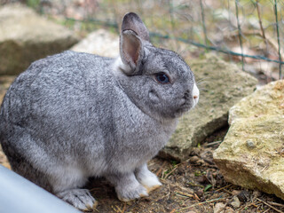 Lapin nain Gris aux Yeux Bleus: Profil Élégant dans sa Cage Extérieure
