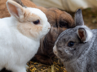 Charming Trio of Dwarf Rabbits: White, Grey, and Brown Profiles