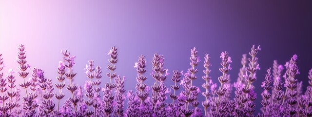 Lavender flowers background