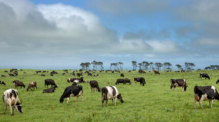 Cows in meadow near the coast of Taranaki New Zealand. Dairy. Cattle.