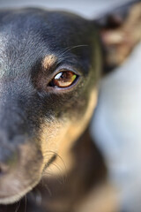 Portrait of a pincher
