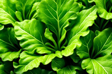 Fototapeta na wymiar Cartoon image of leaf lettuce in greenery garden background, close up picture. Full frame image of cabbage leaves, pic style. Gardening concept. Copy ad text space. Generative Ai illustration