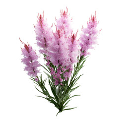 Liatris isolated on transparent background