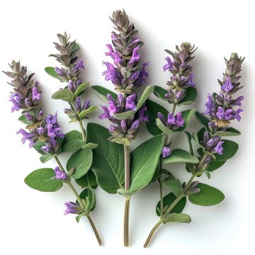 Clary Sage Salvia Sclarea Medicinal Herb On White Background, Illustrations Images