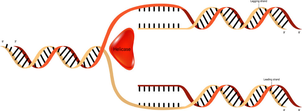 DNA Replication. Synthesis of leading strand and lagging strand during DNA replication.