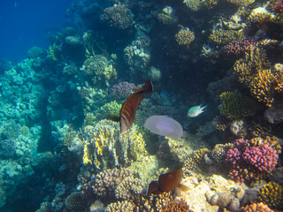 Naklejka na ściany i meble Jellyfish in the coral reef of the Red Sea