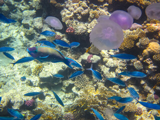 Jellyfish in the coral reef of the Red Sea