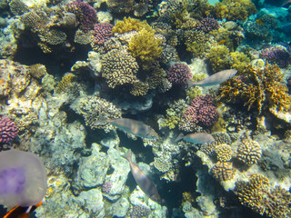 Jellyfish in the coral reef of the Red Sea