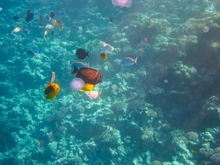 Fototapeta na wymiar Jellyfish in the coral reef of the Red Sea