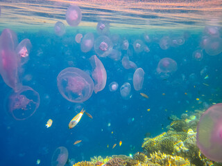 Jellyfish in the coral reef of the Red Sea