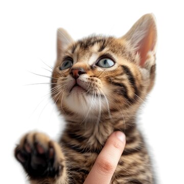 Bengal Kitten Human Hand On White Background, Illustrations Images
