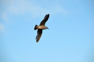 Seagul soaring over Dun Laoghaire Harbour with a clear blue sky in the background, Dublin, Ireland