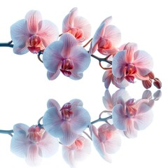 Blooming Orchid Reflection On White Background, Illustrations Images