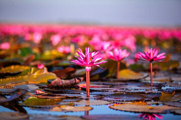 Red Lotus Sea, Nong Han Lake, Udon Thani Province, travel concept Beautiful Nature Landscape in...