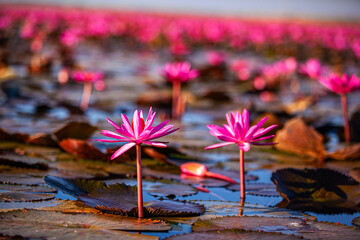 Red Lotus Sea, Nong Han Lake, Udon Thani Province, travel concept Beautiful Nature Landscape in...